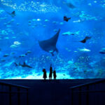Sea Aquarium